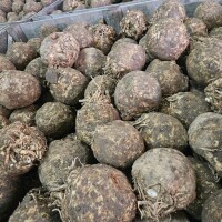 sprzedam seler  zdrowy biały w środku kaliber 1kg +