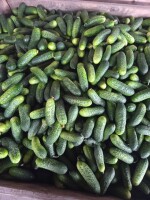 Sprzedam ogórek gruntowy z własnej plantacji duże ilości