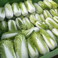 Sprzedam kapustę pekińską główki od 1 do 2,5 kg, czysta, zdrowa w środku
