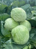 Sprzedam Kapustę Białą 3-7kg zdrowa, czysta Ilości tirowe
