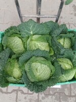 Witam od 20 września oferuje kapustę włoską od 1,5 kg do 3 kg w liściu.Szukam potencjalnych odbiorców do końca Marca 2027 zapraszam do współpracy
