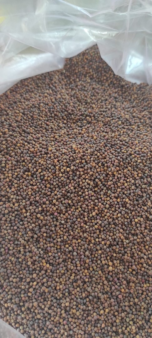 zdjecie-1