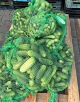 🥒 SAMOZBIORY OGÓRKA GRUNTOWEGO ATOMIC 🥒 
Zapraszamy na samozbiory świeżych ogórków gruntowych odmiany Atomic! 🌱

📍 Lokalizacja: Braciejowice, gmin