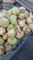 Sprzedam seler kaliber I opakowanie do ustalenia duże ilosci