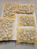 Sprzedam ziemniaki Corinna, Soraya. Ilość paletowe kopane na zamówienie możliwość spakowania w worku szytym 5, 10 kg. Cena do negocjacji 797251044