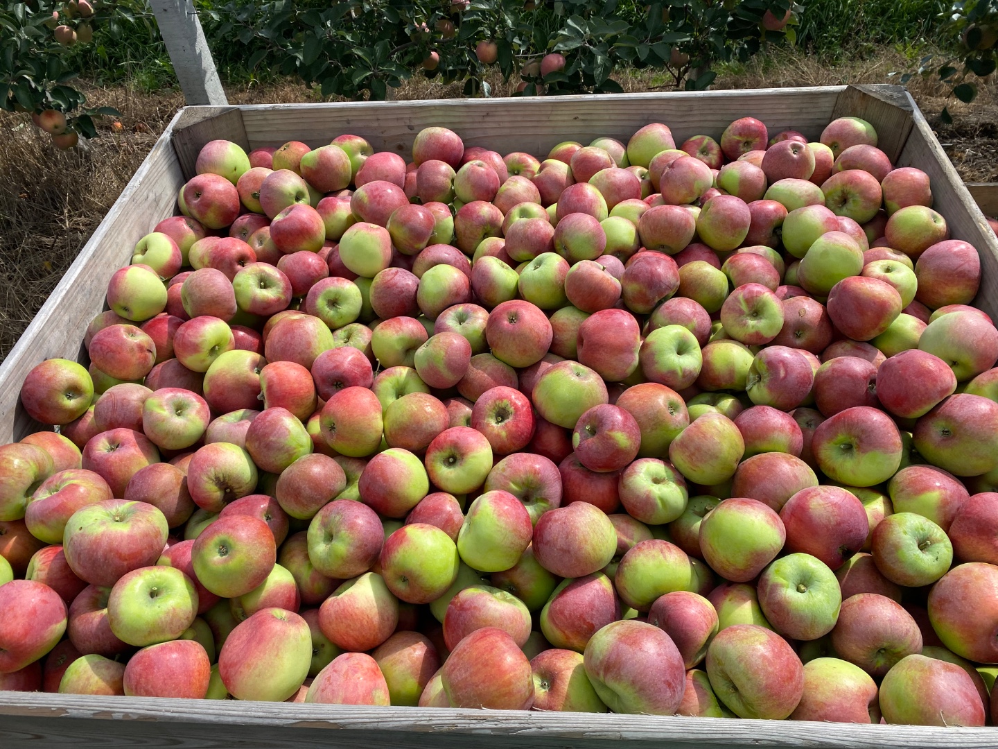 zdjecie-1