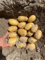 SPRZEDAM ZIEMNIAKI COLOMBA KAL. 50+  EXPORT POZA UE, ODPRAWY CELNE EUR_1/CC, DOKUMENTY FITO PO NASZEJ STRONIE.
ILOŚCI TIROWE, WYSOKA JAKOŚĆ, CERTYFIKA