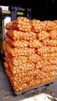 Sprzedam cebule z siewu wiosennego piękna łuską cienką szyjka  kaliber 5-9 worek big bag luz