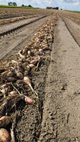 Sprzedam cebulę szalotkę wysuszona