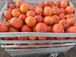 Sprzedam 25 ton dyni Hokkaido kaori kuri, flexi kuri kaliber 0,6-3kg opakowanie do uzgodnienia. Mam też dynie piżmowa mieluna i Halloween mars