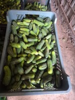 Sprzedam ogórek Sonata około 500 kg dziennie. Sort do ustalenia lub mix. Lokalizacja 09-150 Czerwińsk nad Wisłą . 510 843 386
