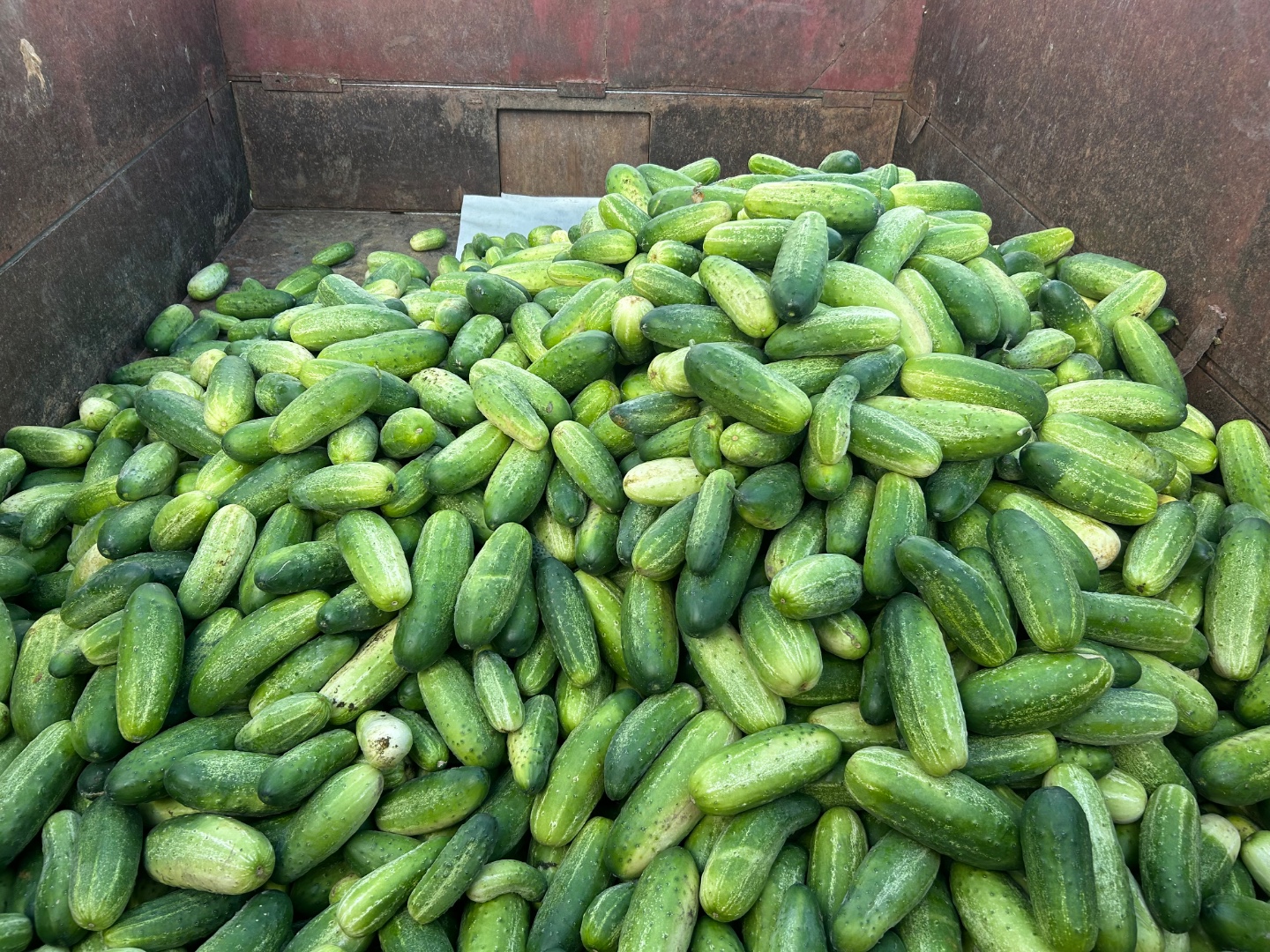 zdjecie-1