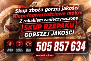 Kupie na gorzelnię gorzej jakości zboża rzepaku paszowe z robakiem zanieczyszczone z zapachem wilgotne porażone, na gorzelnie pellet biogazownie. Równ