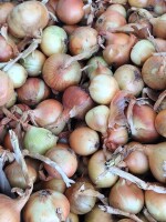 Cebula żółta do obieranie z dymki 80%6+,4+ kosz na załadunku, import, dostawa do klienta cała Polska, co tydzień nowe oferty, cały rok.