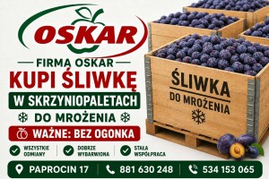 Firma OSKAR kupi śliwkę  
✅ Śliwka w skrzyniopaletach
✅ Przeznaczenie: do mrożenia
✅ Możliwość stałej współpracy w sezonie
✅ Szybkie rozliczenie i ucz