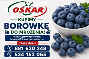 🫐 KUPIMY BORÓWKĘ DO MROŻENIA 🫐 
Firma OSKAR nawiąże współpracę z producentami borówki.

✅ Kupimy borówkę 2 klasy oraz odsort

Zainteresowanych prosi