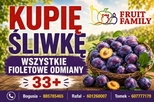 Kupimy Śliwki fioletowe 33+