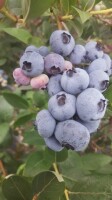 Sprzedam  borowke  pakowana  w  skrzynki  4  kg  odm  Chandler, Bluecrop, Lateblue  i  inne