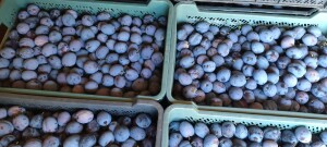 Sprzedam lepotice w ilości 10 ton. Śliwka zrywana z nalotem, towar schłodzony, opakowanie 20 kg. Płatność gotówką. Możliwy transport.