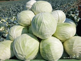 Sprzedam kapustę białą w kalibrze 3-7kg. Towar czysty ,zdrowy. Ilość i opakowanie do uzgodnienia. Zapraszam do kontaktu.