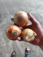 Sprzedam cebulę z siewu wiosennego. Kaliber 4.5+
Cebula po obcinarce
Cena podana za luz/skrzynia/big bag.