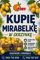 Kupię śliwkę mirabelkę ilości paletowe