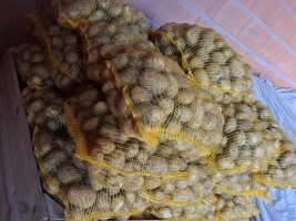 Sprzedam ziemniaki odmiany Colomba worek 15 kg kaliber +45 ilosci do uzgodnienia. Z zaschniętą skórką.Tel 661483431