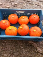 Mam do sprzedania dynie Hokkaido około 30 ton odmiana flexi kuri ładna wybarwiona cena do uzgodnienia