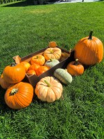 Sprzedam mix dyń. w ofercue Hokkaido, Nelson, Porcelan Princessa, dynia olbrzymia, dynia Halloween. Ilości paletowe. Możliwość transportu i naszykiwan