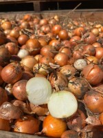 Rumuńska firma CIOCAN VEGETABLES GROUP SRL, z wieloletnim doświadczeniem na rynku, oferuje na sprzedaż świeżą cebulę ze zbiorów 2026. Szukamy poważnyc