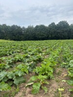 Rabarbar zbierany na świeżo pod zamówienie