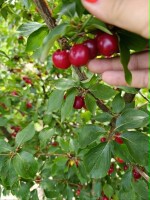 Sprzedam owoce derenia jadalnego. Owoce są już gotowe do zbioru. Przewidywany plon około 500 kg.  Gospodarstwo prowadzone metodą integrowanej produkcj