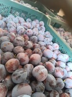 Witam sprzedam śliwkę przemysłową fioletową słodką większe ilości cena do uzgodnienia tel.723469783