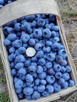 Sprzedam 400 koszy borowki odmiana CHENDLER oraz BLUECROP. Dzisiaj w godzinach popoludniowych bede mial na sprzedaż okolo 1200 kg ładnej borowki.  Owo