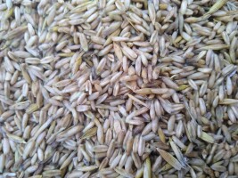 Sprzedam owies bezłuskowy siwek dostępne około 15 ton 1200 zł tona
