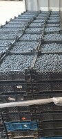 Sprzedam ok.1.5 ton dziennie Bluecropa. Cena do negocjacji. W skrzynkach pieczarka.