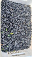 Aronia owoce świeże