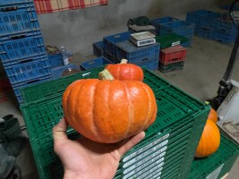 Sprzedam dynie hokkaido. Towar zdrowy, ładnie wybarwiony. Opakowanie do uzgodnienia