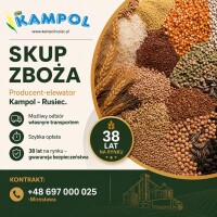Kampol - kupię  paszową oraz konsumpcyjna.