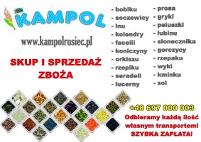 Kupię: PROSO ŻÓŁTE. Każda ilość, najlepiej całosamochodowe, z dostawą do 97-438 Rusiec lub szybki odbiór na terenie całego kraju, szybka i pewna płatn