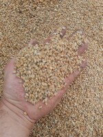 Sprzedam 25 ton pszenicy że śniećą