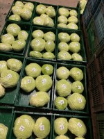 Sprzedam kapustę płaską gołąbkową. Kaliber 1.5-3kg dostępne ilości paletowe