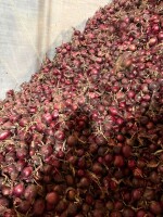 Cebula czerwona zeszłoroczna 70%6+, import , ilości tirowe , do obierania i pakowania.