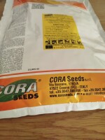 KAPTIVA F1(j.250 000n, b.wczesna) NASIONA cebuli ozimej firmy Cora Seeds oferuje GEPWEG dystrybutor nasion. Dostawa gratis. Płatność przy odbiorze. Po