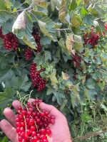Mam do sprzedaży 25 ton czerwonej porzeczki