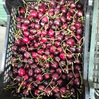 Sprzedam czereśnie Regina kaliber  24-26 ładna zdrowa  w workach xtend zapraszam do kontaktu