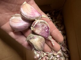 Sprzedam czosnek ząbkowany odmiana Harnaś  Cena 20 zł / kg 
Wysyłka pobranie bądź przedpłata