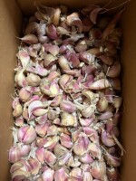 Sprzedam czosnek ząbkowany odmiana Harnaś  Cena 15 zł / kg 
Wysyłka pobranie bądź przedpłata