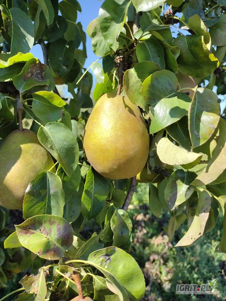 zdjecie-1