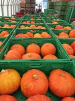 Witam.Sprzedam dynię hokkaido na przemysł ilości około 150 ton . Tel 517942913